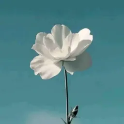 شعار قناة منوعات