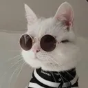 عَالم القِطط