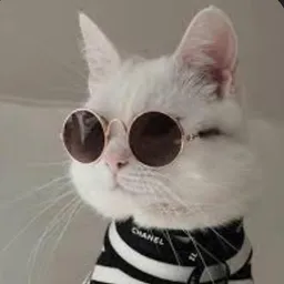 شعار قناة عَالم القِطط