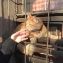 بَيَان ᥫ᭡.