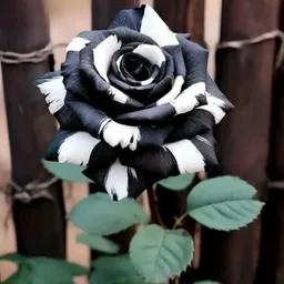 شعار آقُتٌبًآسِآتٌ وٌعٌبًآرآتٌ عٌنِ آلَحًيَآةّ وٌقُسِوٌتٌهّآ✨