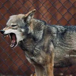 شعار تهريب الى يونان و دول اور