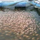 الاستزراع السمكي في مصر