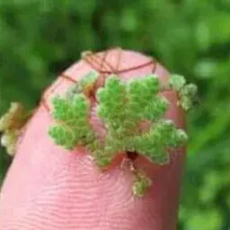 شعار الطحالب والأزولا