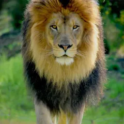 شعار شط العرب