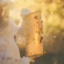 ملتقي النحالة العرب