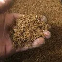 الميل ورم بروتين حيواني