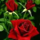 فلل في تركيا