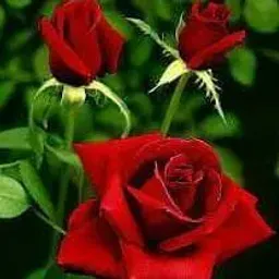 شعار فلل في تركيا