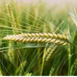 شعار استثمارات زراعية وحيوانية