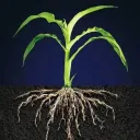 Horticultureالبستنة