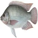 مشروع استزراع سمكي