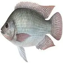 شعار مشروع استزراع سمكي