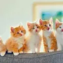 اعلانات اسطنبول