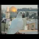 اسطنبول خدمات سلطان بيلي