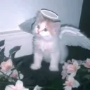 كرولو