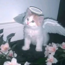 شعار كرولو