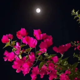 चैनल का लोगोحكمه عظيمه