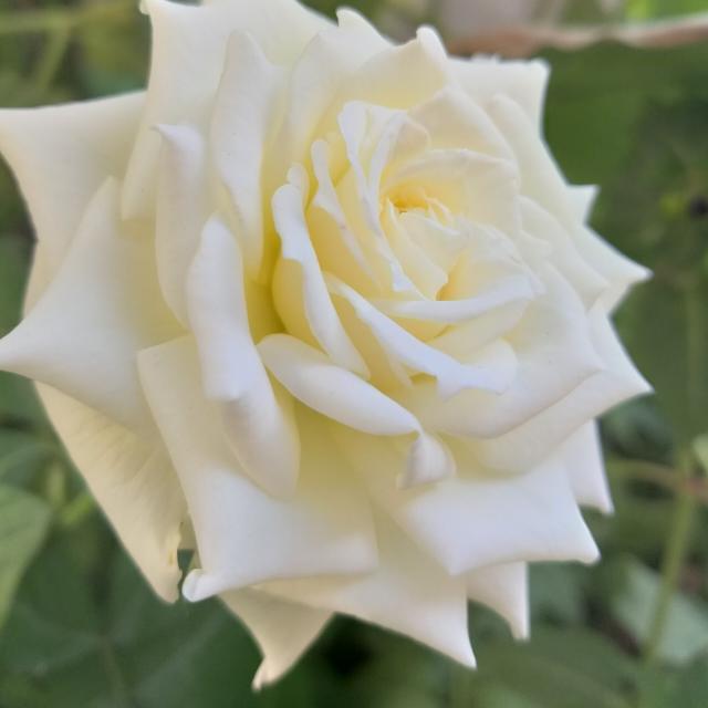 صوتيات - مجموعة واتساب