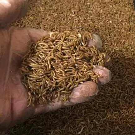 الميل ورم بروتين حيواني - مجموعة واتساب