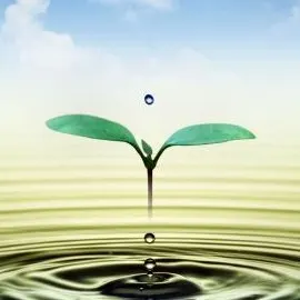 من كل بستان زهرة - مجموعة واتساب