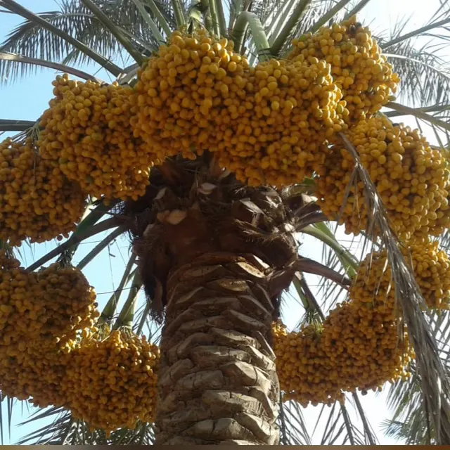 إمتلك نخلة بمدينة التمور - مجموعة واتساب