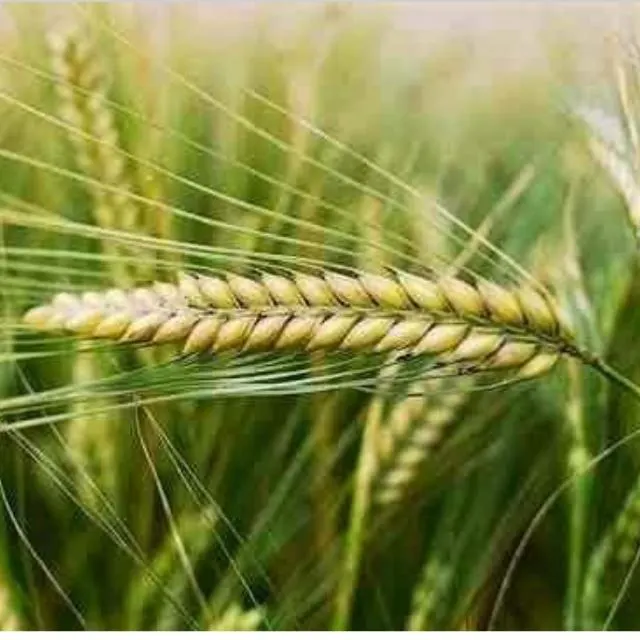 استثمارات زراعية وحيوانية - مجموعة واتساب