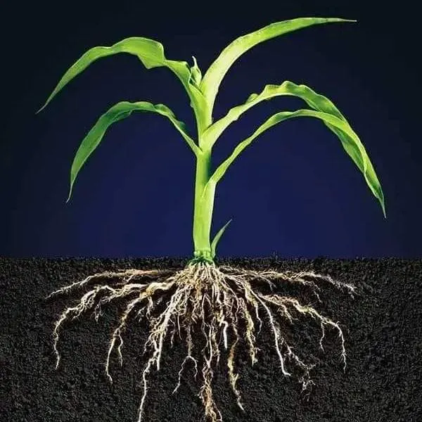 Horticultureالبستنة - مجموعة واتساب