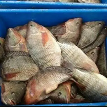 تعليم الاستزراع السمكي - مجموعة واتساب