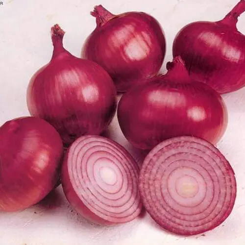 شركات تصدير البصل9⃣ - مجموعة واتساب