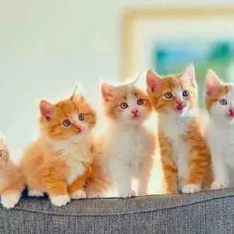 اعلانات اسطنبول - مجموعة واتساب