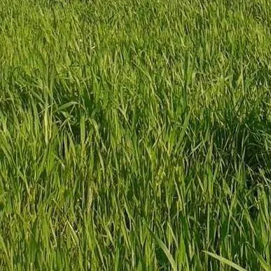 السوريين في الريحانية - مجموعة واتساب