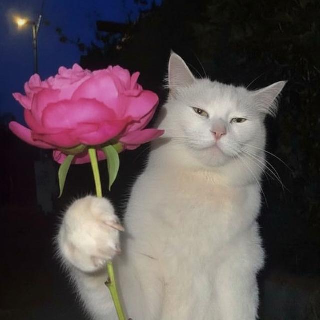 ✨                         ملصقات  | استيكرز